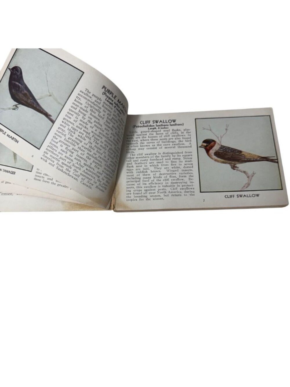 Vintage 1931 "The Green Book Of Birds Of America" By Frank G. Ashbrook - Picture 3 of 16